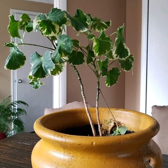 Meet your Posher, Tabitha - Picture 1 of 1